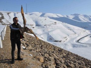 Tedavi Edilen Puhu Kuşu Doğaya Bırakıldı