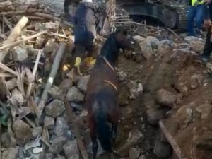 Depremin 20’nci Gününde Bir At Enkazdan Canlı Olarak Kurtarıldı