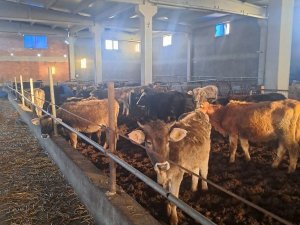 Kırklareli’de 39 Kaçak Hayvan Yakalandı