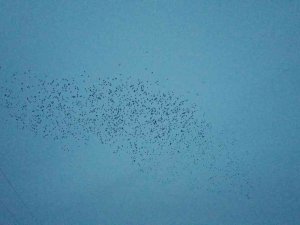 Tekirdağ’da Sığırcık Dansı