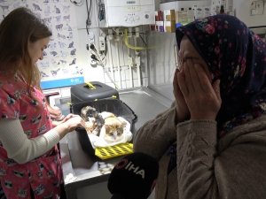 Depremden Kurtulan Kedi, Sezaryenle Yavrularını Dünyaya Getirdi