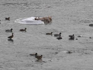 Yeşilbaş Yaban Ördekleri Kars’ı Sevdi
