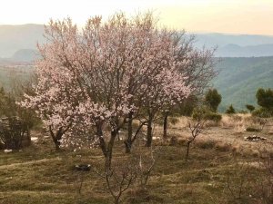 Bilecik’te Erken Açan Badem Ağaçları Havadan Böyle Görüntülendi