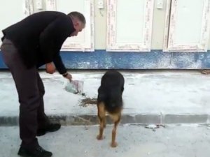 Erzurum Valiliği Deprem Bölgesindeki Sokak Hayvanlarını Unutmadı