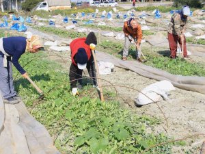 Deprem Bölgesi Hatay’da Çiftçiler, Üretime Geçmeye Başladı