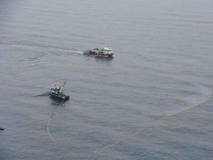 Karadenizli Balıkçıların İstavrit Mesaisi