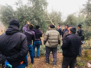 Salihli’de Zeytin Üreticilerine Uygulamalı Budama Kursu