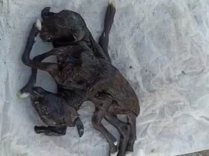 Iğdır’da Çift Başlı Altı Ayaklı Oğlak Dünyaya Geldi