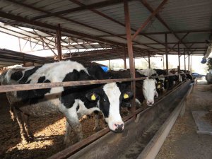 Pamukkale Belediyesi 60 Bin Hayvanı Aşılamaya Başladı