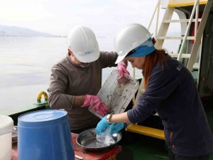 İ̇zmit Körfezi’nde Dip Çamuru Temizliği Öncesinde Biyoçeşitlilik Tespiti