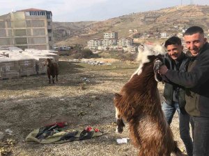 Enkazda Kalan İki Keçi 21 Gün Sonra Kurtarıldı