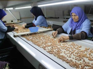 Osmaniye’de Fabrikalar Yer Fıstığı Üretimi İçin Mesai Yapıyor