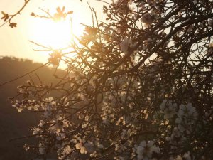 Badem Ağaçları Baharı Çiçeklerle Karşıladı