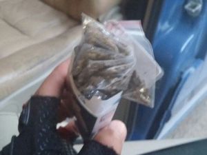 Minibüste 21 Paket Bonzai Çıktı
