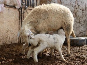 Kuzuların Anneleriyle Buluştuğu Anlar Görenlere Tebessüm Ettirdi