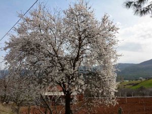 Balıkesir’de Ağaçlar Erken Çiçek Açtı