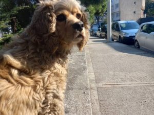 Köpeğini 5 Kez Buldu, 6. Kez Çaldılar