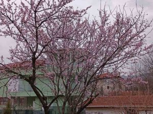 Karabük’te Badem Ağaçları Çiçek Açtı