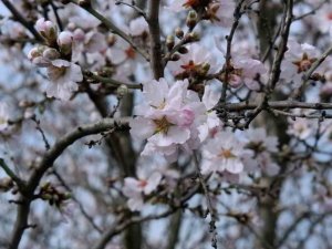 Edirne’de Badem Ağaçları Erken Çiçek Açtı