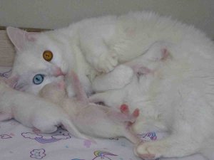 2023 Yılının İlk Yavru Van Kedileri Dünyaya Geldi