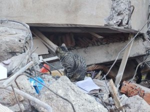 Adıyaman’da Deprem Sonrası Kediler Enkazı Terk Etmiyor