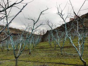 Meyvelerde Bordo Bulamacı Uygulama Zamanı