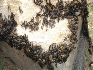 Şırnak’ta Tırtıl İstilası, Köylüler Tedirgin