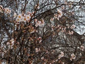 Karabük’te Badem Ağaçları Çiçek Açtı