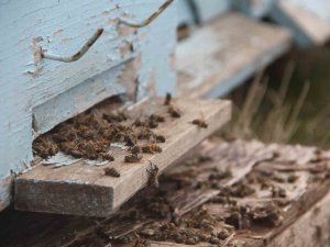 Arıcıların Tek Umudu Bahar Aylarının Yağışlı Geçmesi