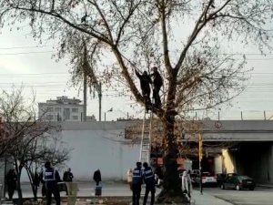 İ̇tfaiye Ekipleri Ağacın Dalında Mahsur Kalan Güvercini Kurtarmak İçin Seferber Oldu