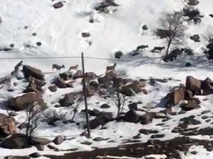 Yüksekova’da Dağ Keçileri Sürü Halinde Görüntülendi