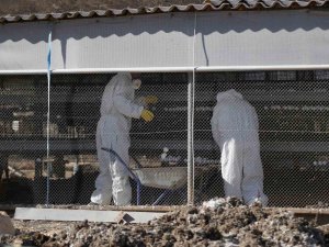 Denizli’de Kuş Gribi Alarmı