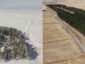 Kars’ta 20 Bin Çam Ağacı Görenleri Büyülüyor