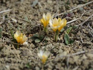 Baharın Müjdecisi Çiğdemler Çiçek Açtı, Bozkır Renklendi