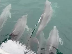 Sinop’ta Yunus Balıkları Kayıkla Yarıştı