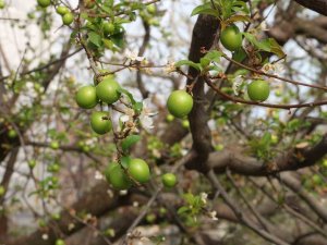 Turfanda Örtü Altı Can Erik Hasadı Başladı