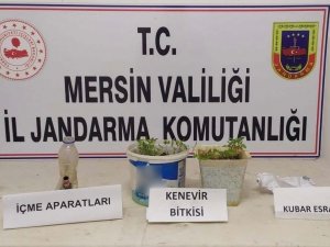 Saksıda Kenevir Yetiştiren Şüpheli Yakalandı