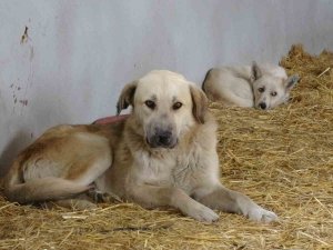 Çanakkale’de Kırsaldaki 10 Bin Sokak Hayvanı Kısırlaştırılacak