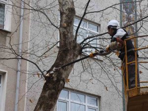 Kartal’da Bahara Hazırlık İçin Binlerce Ağaç Budandı