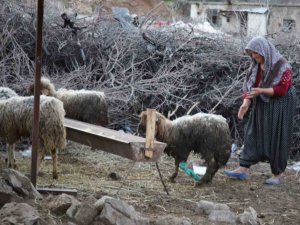 Nurdağı’nda 605 Saat Sonra 5 Koyun Sağ Çıkarıldı