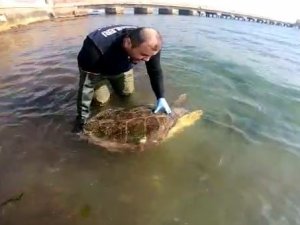 "Caretta Caretta" Kurtarma Operasyonu