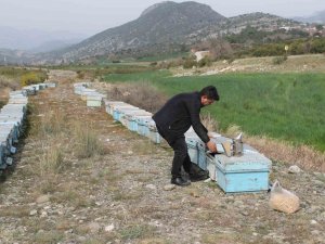 Adana’da Kuraklık Arıyı Da Vurdu