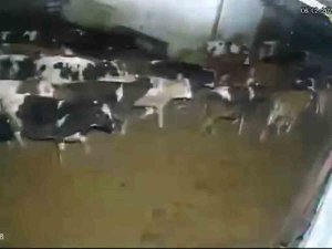 Çiftlik Hayvanlarının Depreme Verdiği Tepki Kameraya Yansıdı