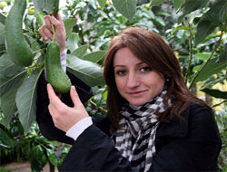 Orta Amerika'nın avokadosu şimdi Karadeniz'de