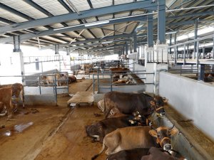 İ̇negöl Hayvan Pazarı 23 Mart’a Kadar Kapatıldı