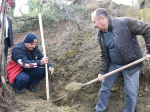 İ̇skilip Belediyesi Atıl Arazileri Meyve Bahçesine Dönüştürüyor