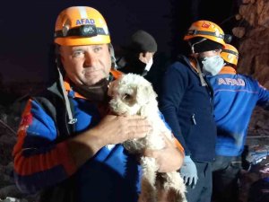 Hatay’da 25 Gün Sonra Bir Köpek Enkaz Altından Sağ Kurtarıldı