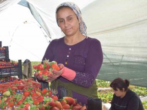 45 Gün Beklenip 6 Ay Hasat Yapılıyor
