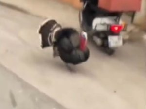 Motosikletine Binmek İsteyen Kuryeye Hindi Engeli