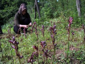 Giresun’da Fındığa Ek Gelir Maviyemiş Ve Salep Üretimine Hibe Desteği